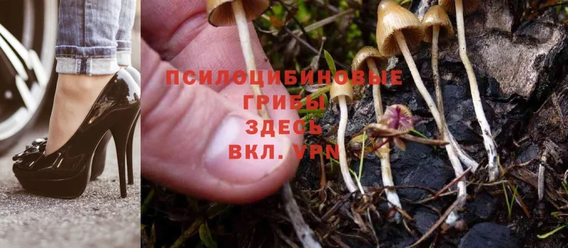 Псилоцибиновые грибы Psilocybine cubensis  купить наркоту  Дмитровск 